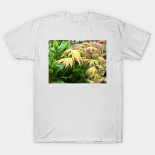 Yellow Maple Leaves T-Shirt